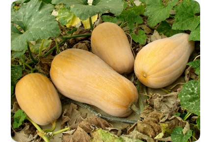 BIO - Kürbis - Butternut
