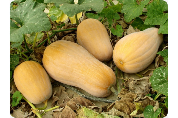BIO - Kürbis - Butternut
