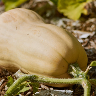 BIO - Kürbis - Butternut