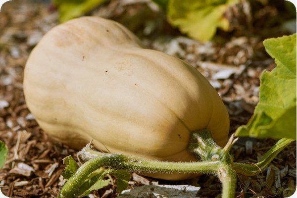 BIO - Kürbis - Butternut