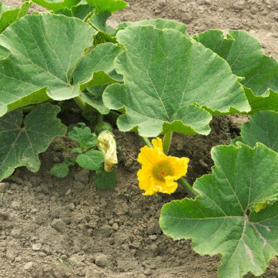 BIO - Kürbis - Hokkaido