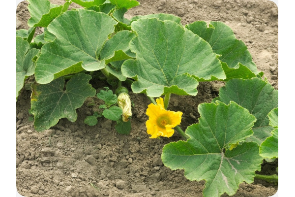 BIO - Kürbis - Hokkaido