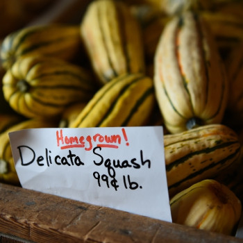 BIO - Kürbis - Delicata