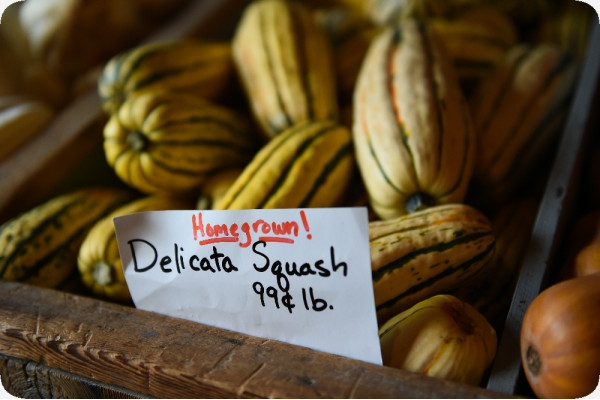 BIO - Kürbis - Delicata