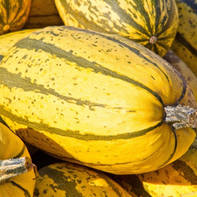 BIO - Kürbis - Delicata