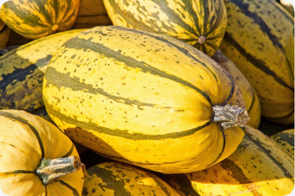 BIO - Kürbis - Delicata