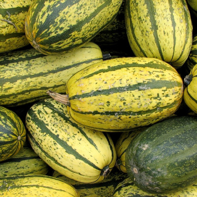 BIO - Kürbis - Delicata