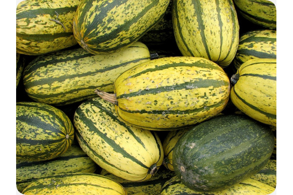 BIO - Kürbis - Delicata
