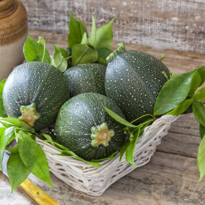 ORGANIC - Zucchini - Tondo di Nizza