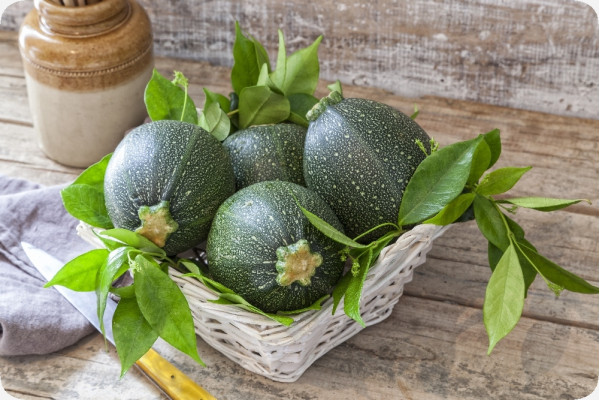 ORGANIC - Zucchini - Tondo di Nizza