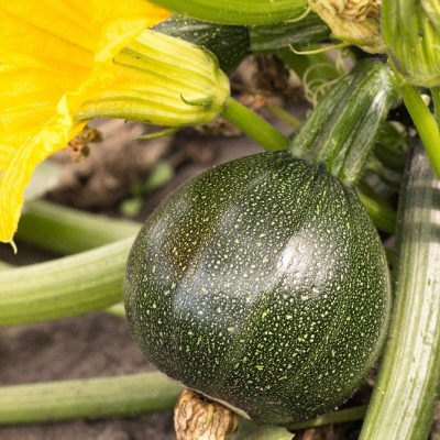 ORGANIC - Zucchini - Tondo di Nizza