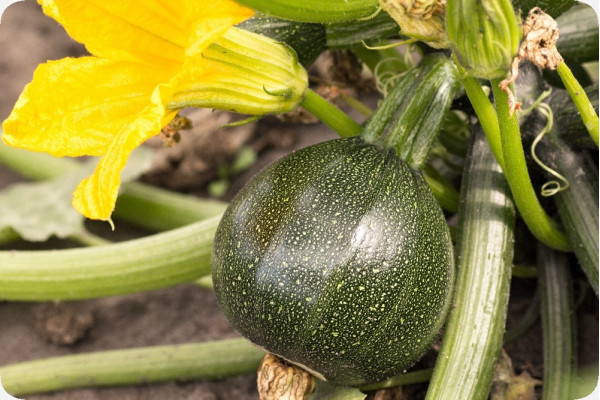 ORGANIC - Zucchini - Tondo di Nizza