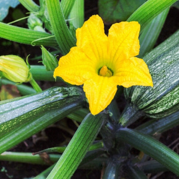 BIO - Zucchini - Nero di Milano
