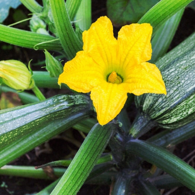BIO - Zucchini - Nero di Milano
