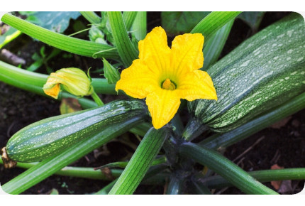 BIO - Zucchini - Nero di Milano