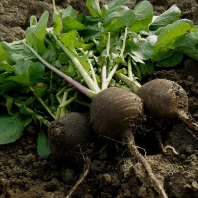 Organic - Black Spanish Radish