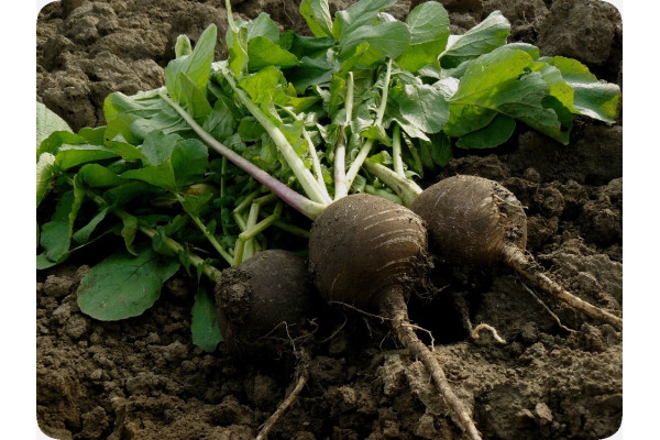 Organic - Black Spanish Radish