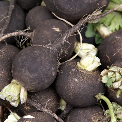 Organic - Black Spanish Radish