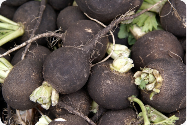 Organic - Black Spanish Radish