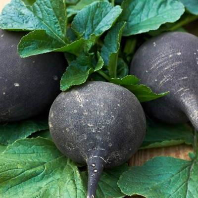 Organic - Black Spanish Radish