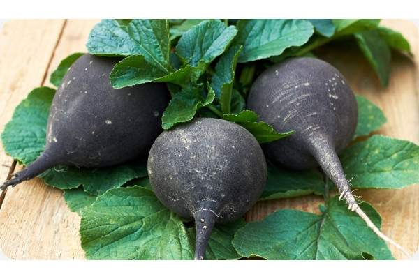 Organic - Black Spanish Radish