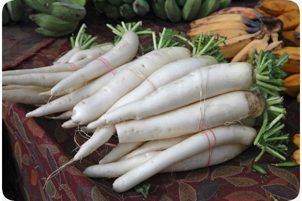 Organic - Radish - Japanese Daikon