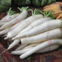 Organic - Radish - Japanese Daikon