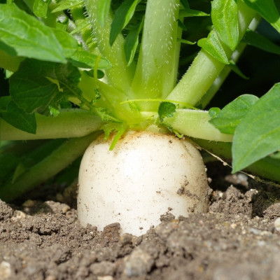 Organic - Radish - Japanese Daikon