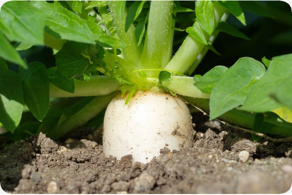 Organic - Radish - Japanese Daikon
