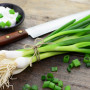 BIO - Frühlingszwiebel - Weißer Lissabonner