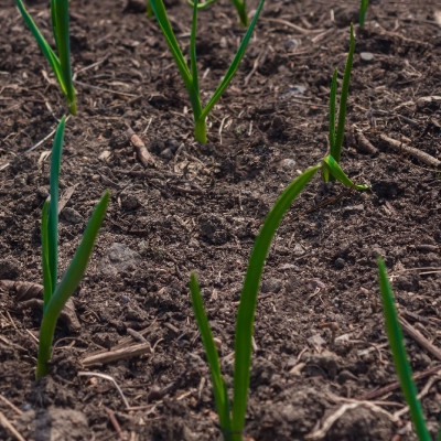 Organic - Spring onion - White Lisbon