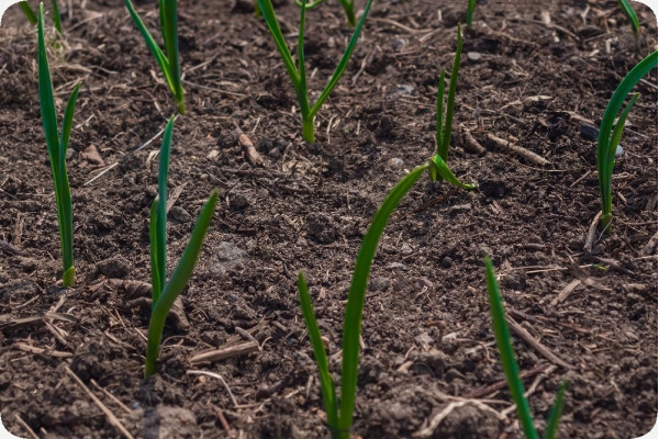 Organic - Spring onion - White Lisbon
