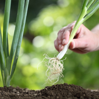 Organic - Spring onion - White Lisbon