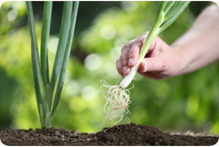 ORGANIC - Spring Onion - White Lisbon