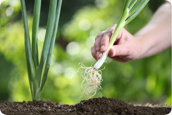 Organic - Spring onion - White Lisbon