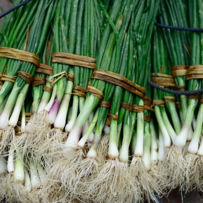 Organic - Spring onion - White Lisbon