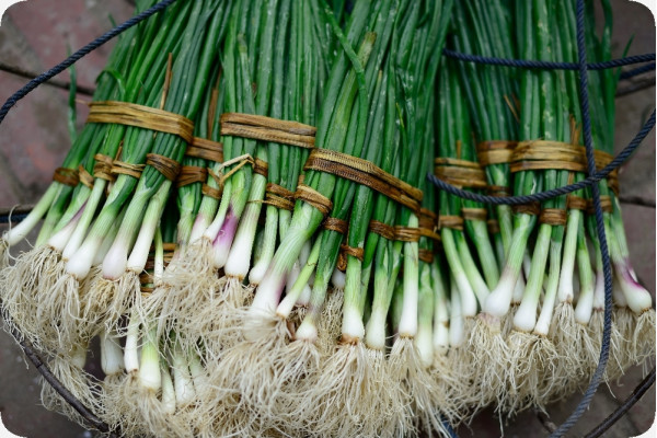Organic - Spring onion - White Lisbon