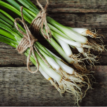 BIO - Frühlingszwiebel - Japanische Ishikura