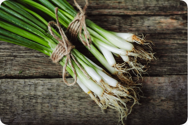 BIO - Frühlingszwiebel - Japanische Ishikura