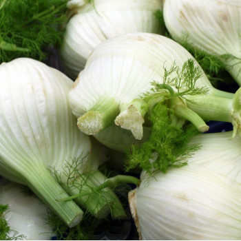 BIO - Knollenfenchel