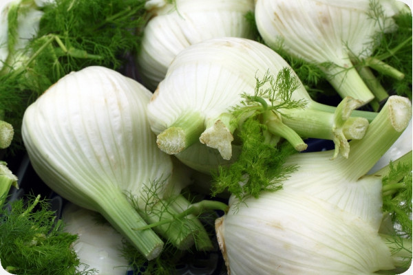 Organic - Bulb fennel