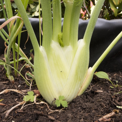 Organic - Bulb fennel