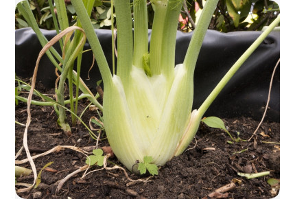 ORGANIC - bulbous fennel