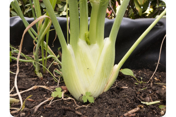 Organic - Bulb fennel