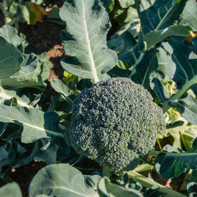 Organic Broccoli - Calabrese
