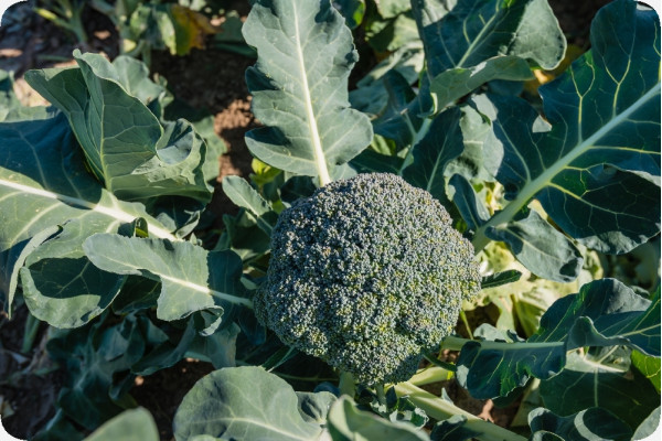 Organic Broccoli - Calabrese