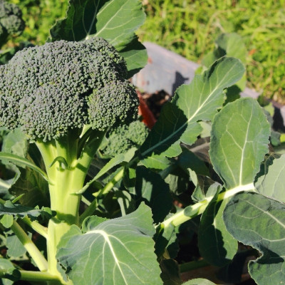 Organic Broccoli - Calabrese