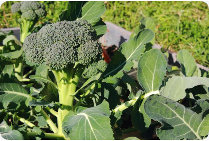 BIO - Broccoli - Calabrese