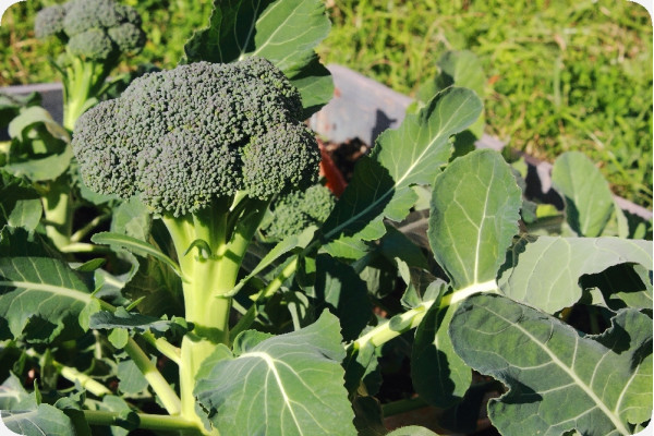Organic Broccoli - Calabrese