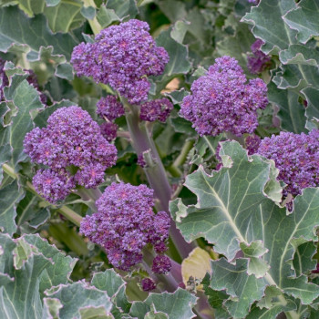 Organic Broccoli - Early Purple